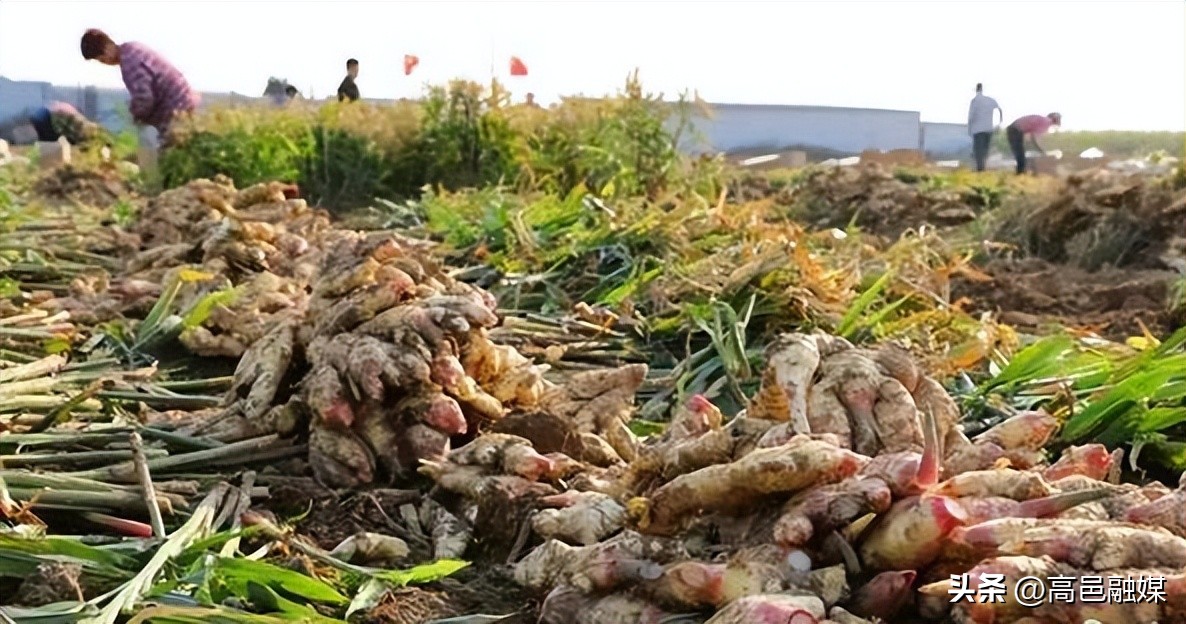 种植大葱助农增收措施,大葱大姜增产增收