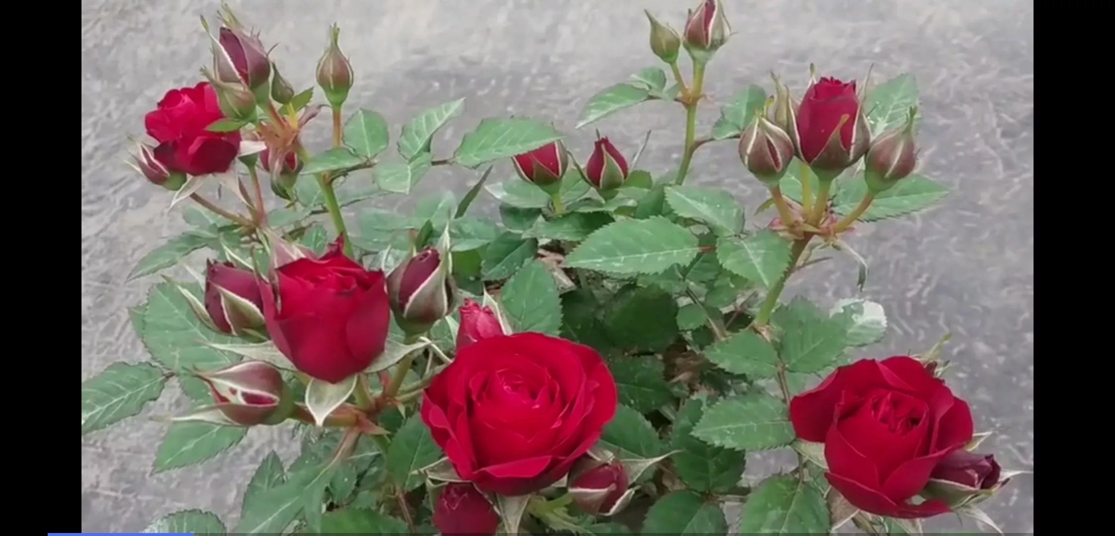 常见切花月季一览（45）