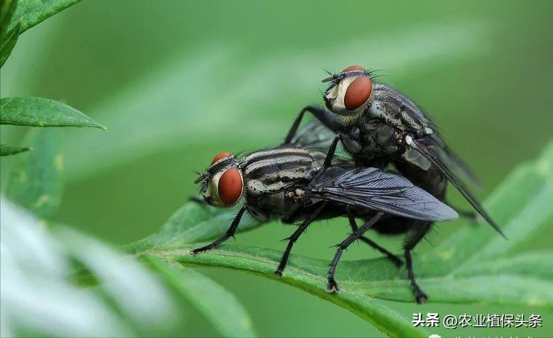 病虫害防治之昆虫外部形态小结,农作物常见害虫防治