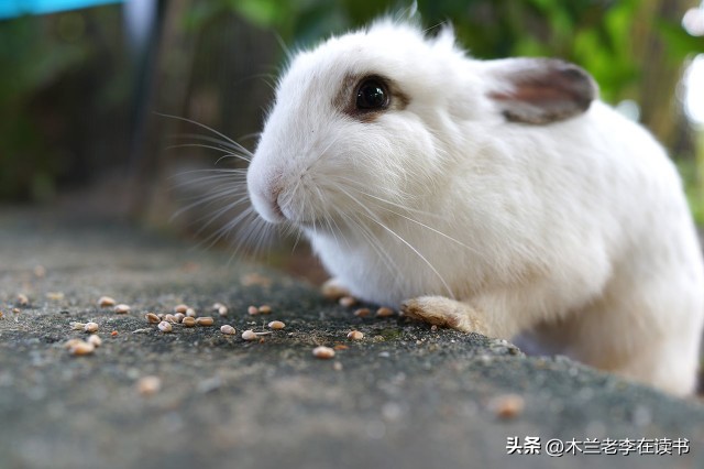 含有兔的诗词名句,关于兔的古典诗词