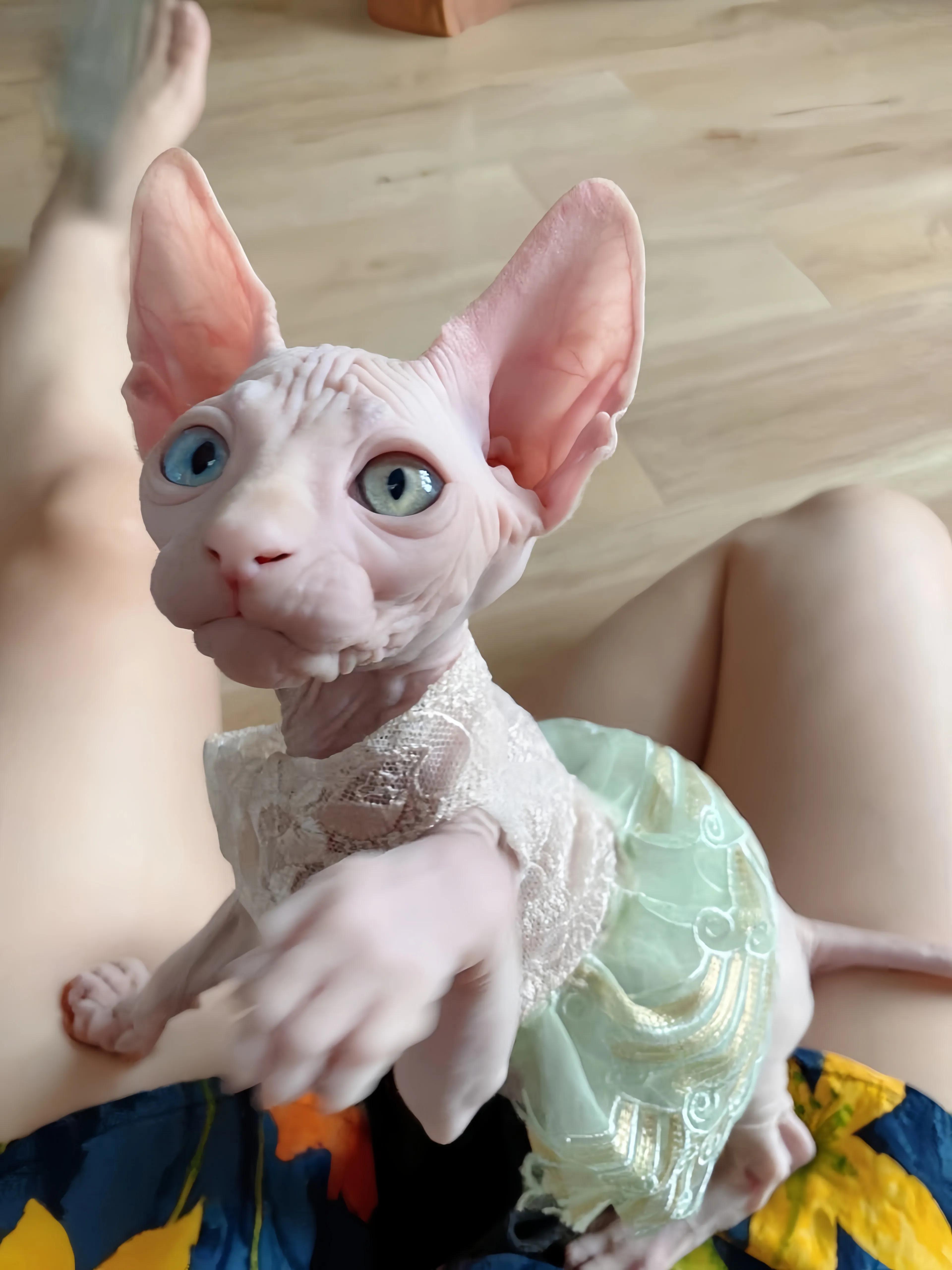 猫咪品种推荐500元以内,叫蒜头的猫咪是什么品种的