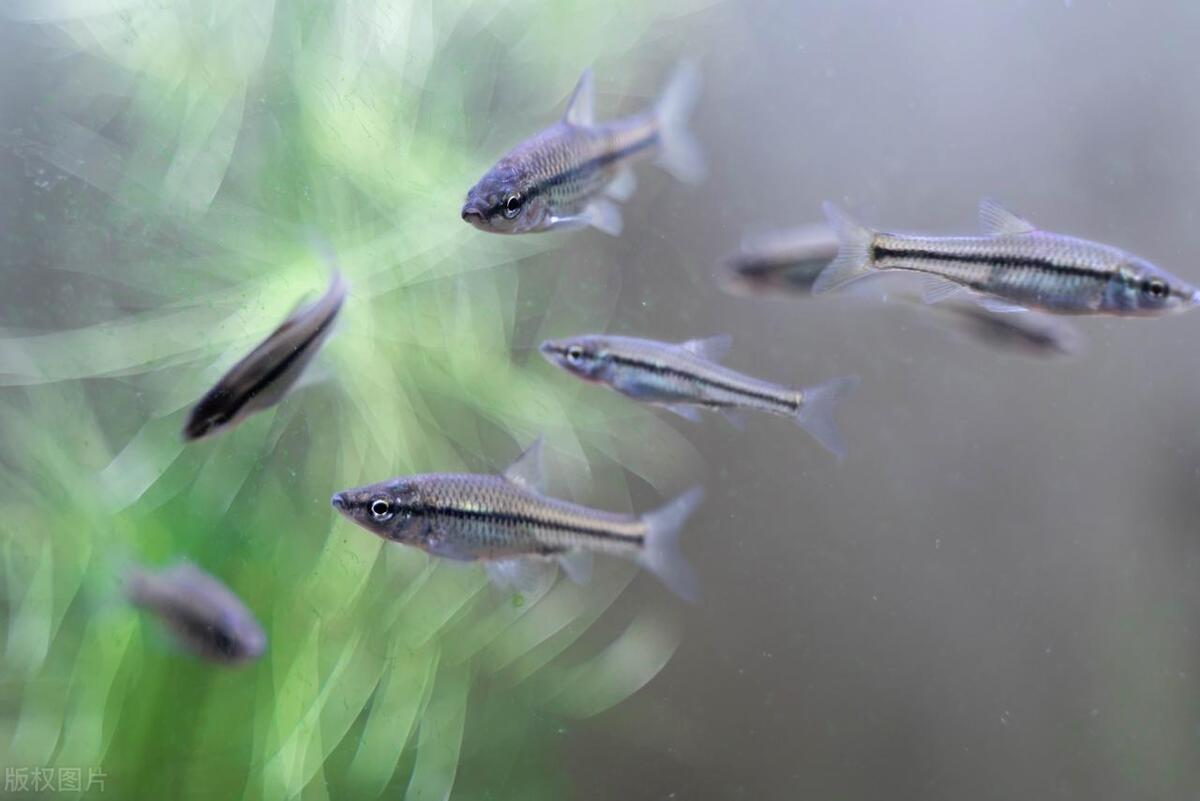 我表弟，包了20亩浅水塘，一年净赚45万，昨天刚提了新车