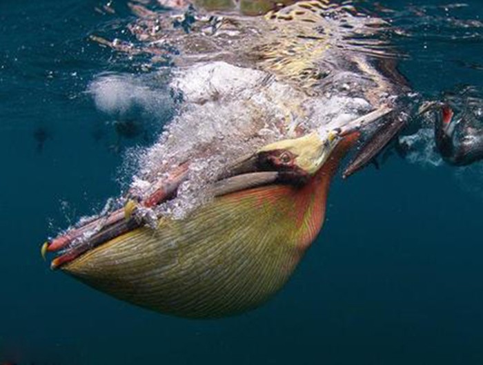 鹈鹕吃长颈鹿动画版,鹈鹕咬长颈鹿