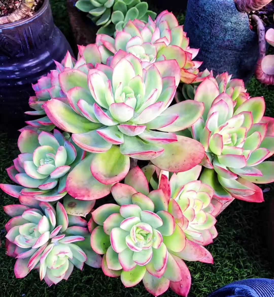 南方的多肉露养也可以很美的,东北阳台露养多肉