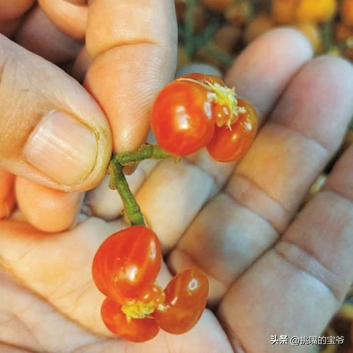 马来西亚特别推荐的水果,华人在马来西亚所占的比例