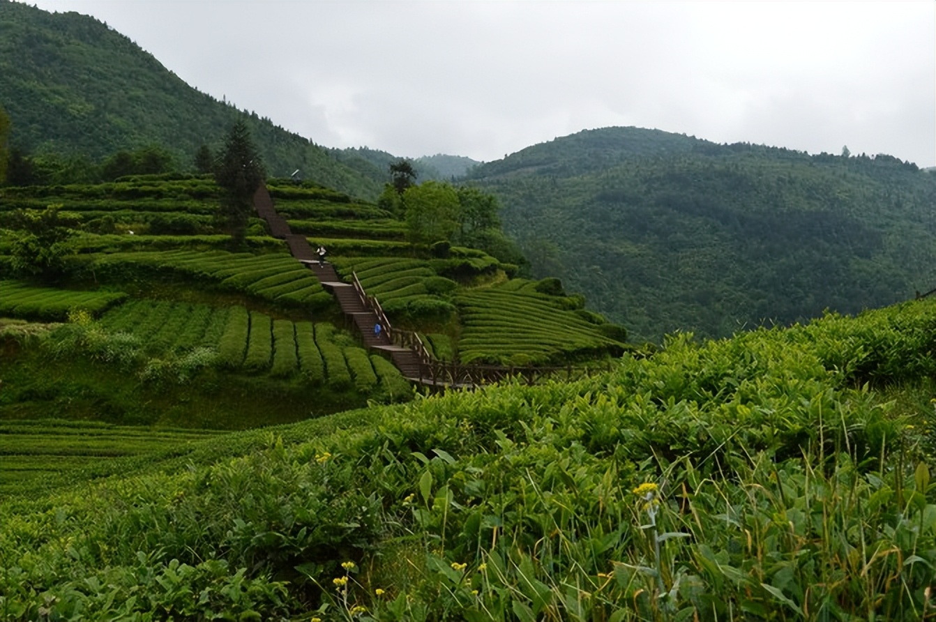 大城武汉,小城恩施——绿油油的伍家台