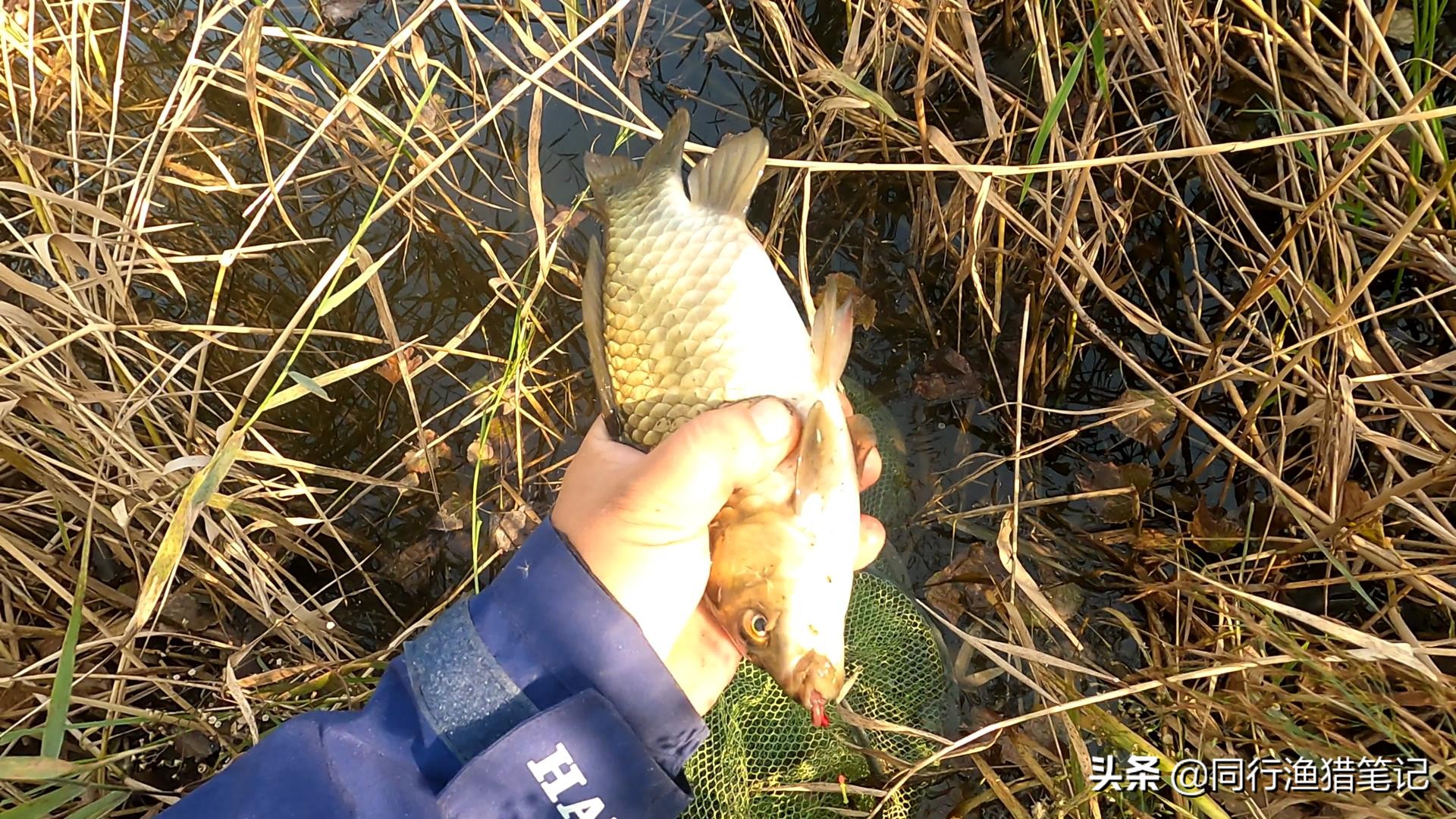 如何打隔夜窝钓鲫鱼,怎么打隔夜窝钓鲤鱼