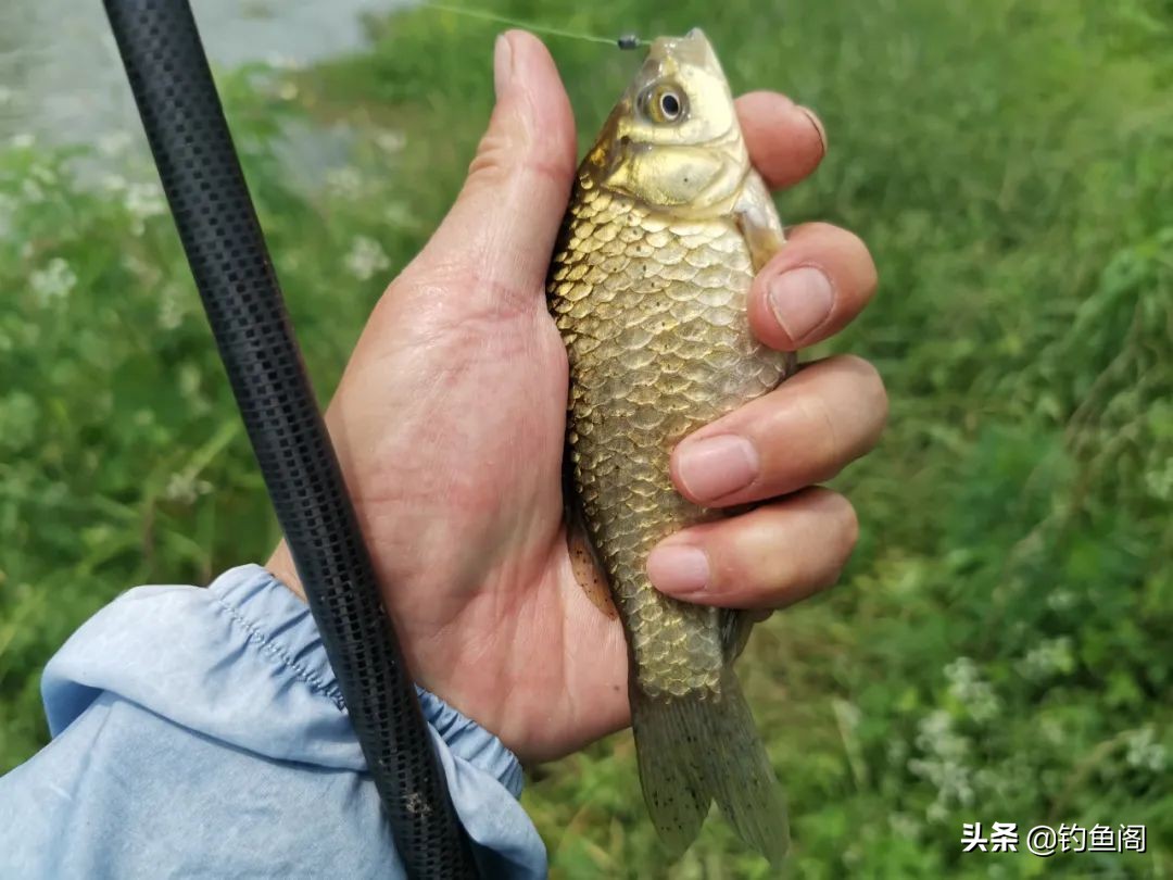 野钓怎么避过小白条,野钓怎么避开水面调漂
