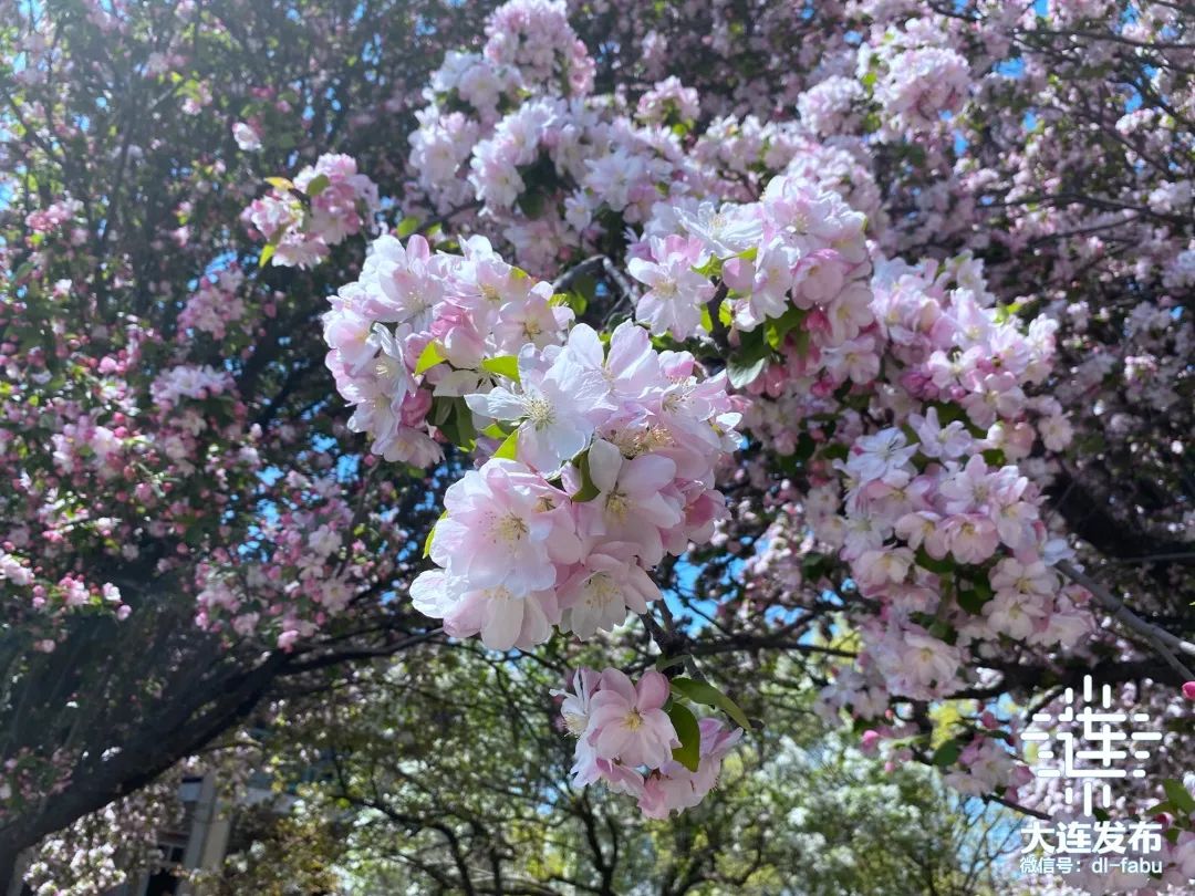 漫步大连,又是被“圈粉”的一天