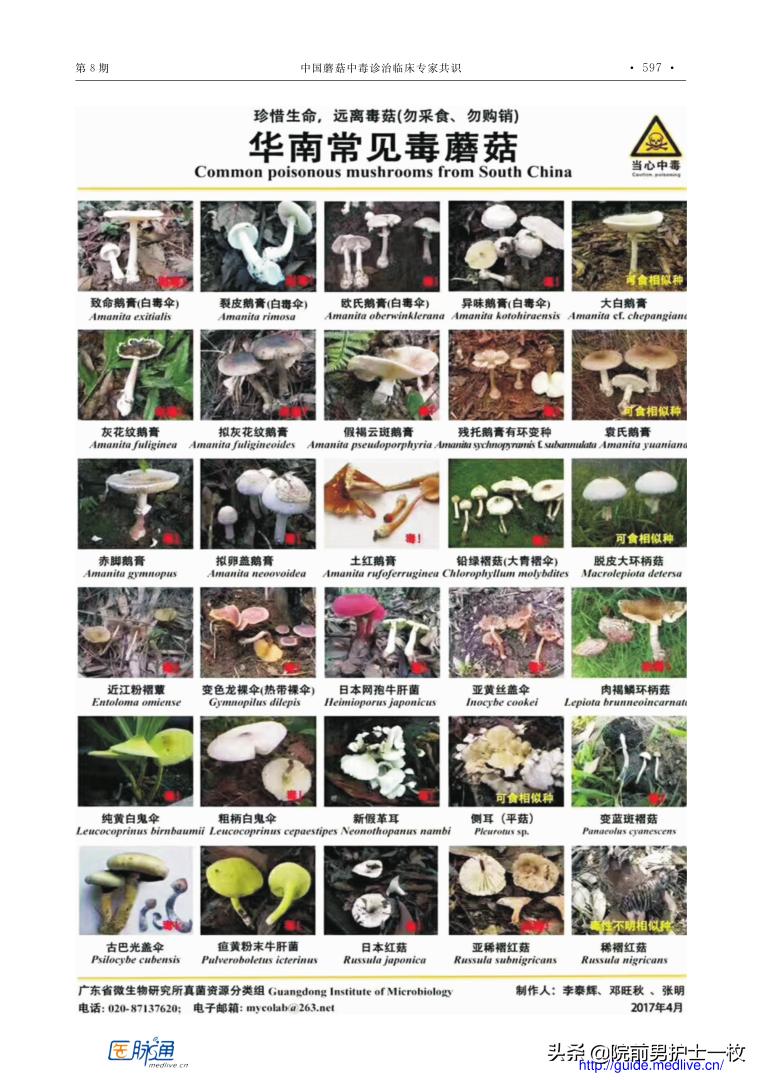 蘑菇中毒最常见品种,有毒蘑菇的八种识别方法