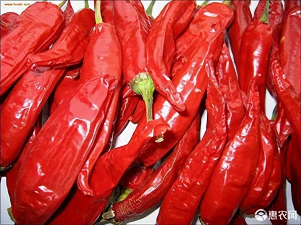 辣椒和火锅的区别,火锅辣椒用途