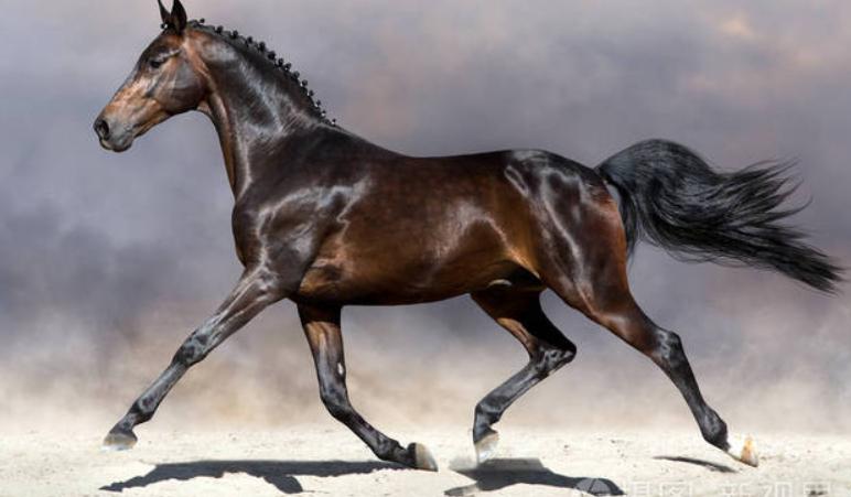 包头面瘫马被治好，受4岁主人独宠，一起房间吃零食，马会面瘫？