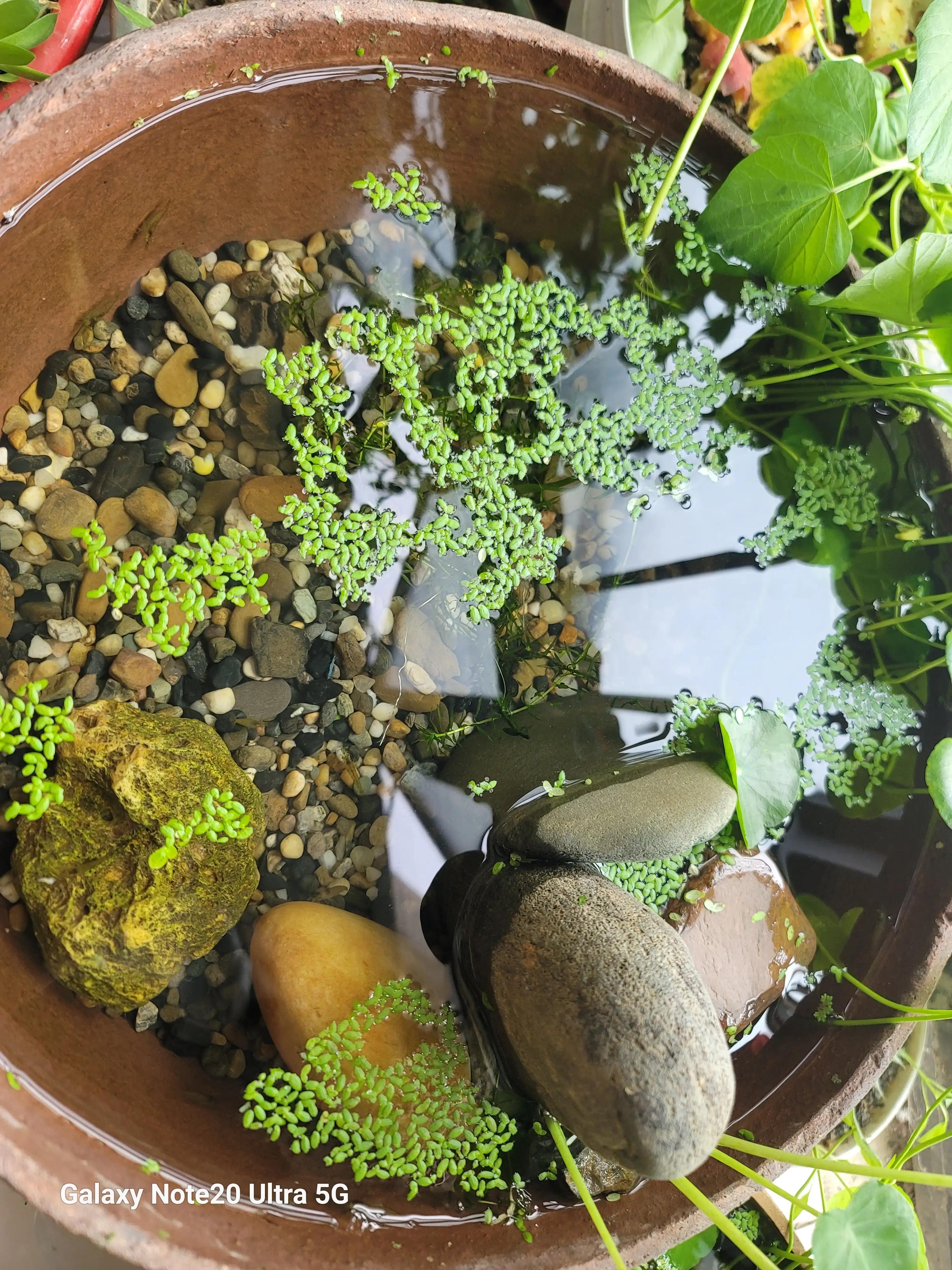 海水缸养鱼养虾,小缸养鱼养虾