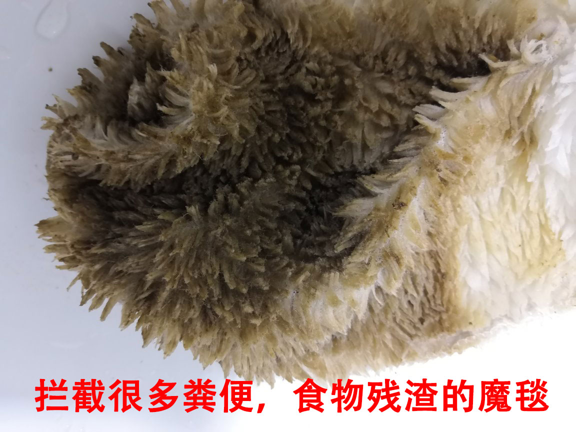 鱼缸换水管子怎么吸出来水,鹦鹉鱼缸换水的正确方法