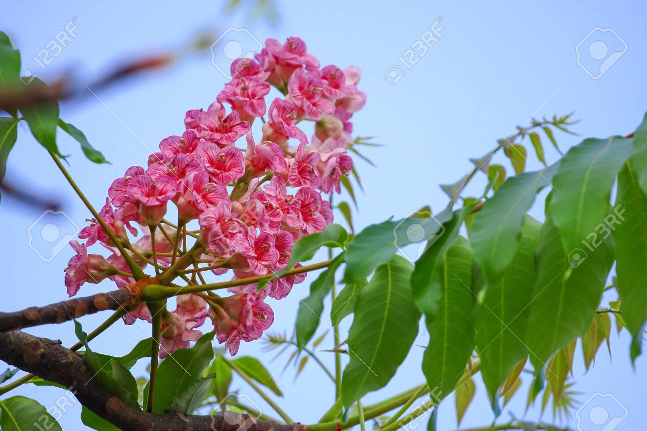 绿化一棵景观树多少钱,一百亩地的绿化树值多少钱