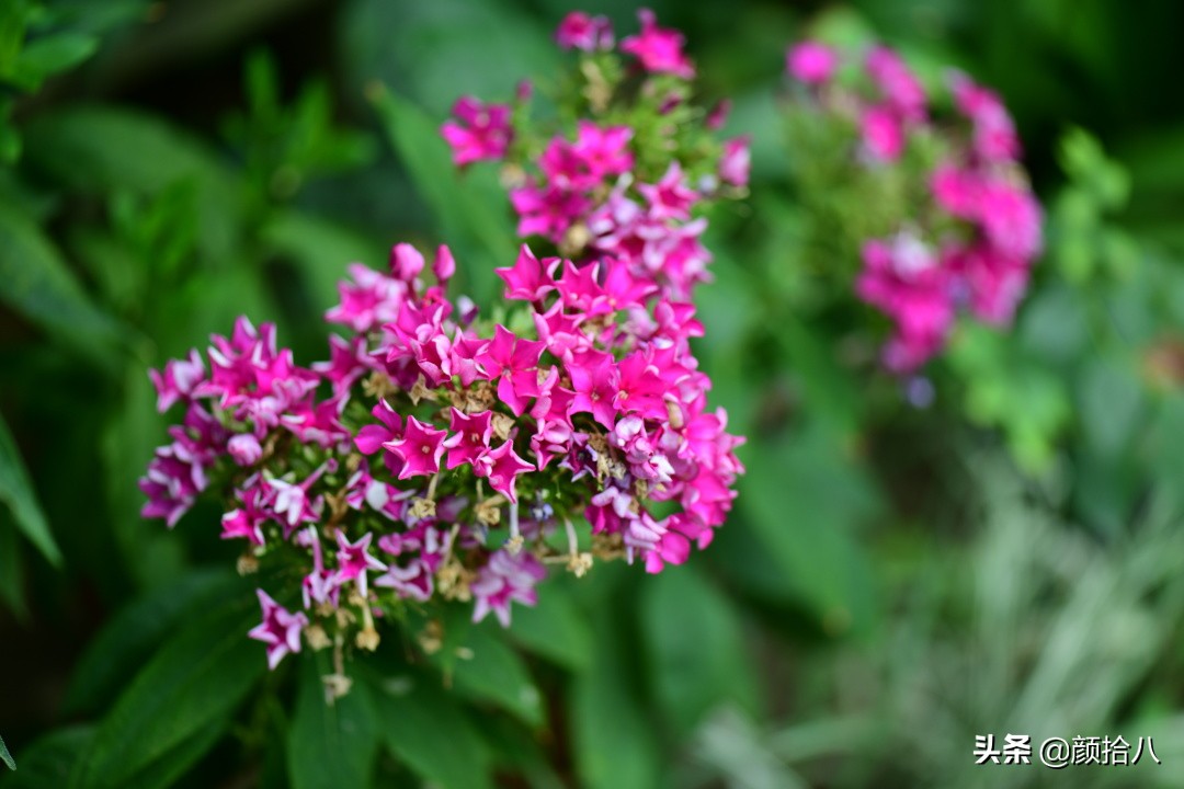 看到你的花园那么惨，我就安心了|园丁