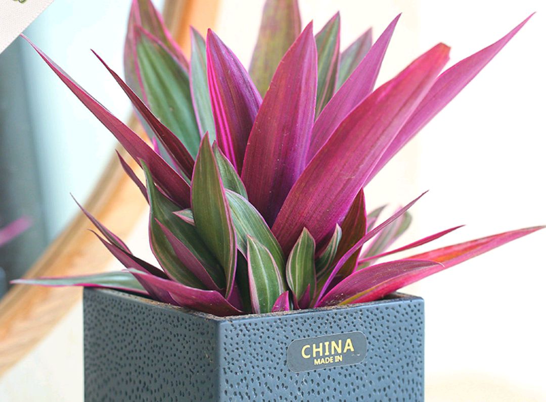 家居必备的几款高颜值中大型绿植,40款超治愈的家居绿植