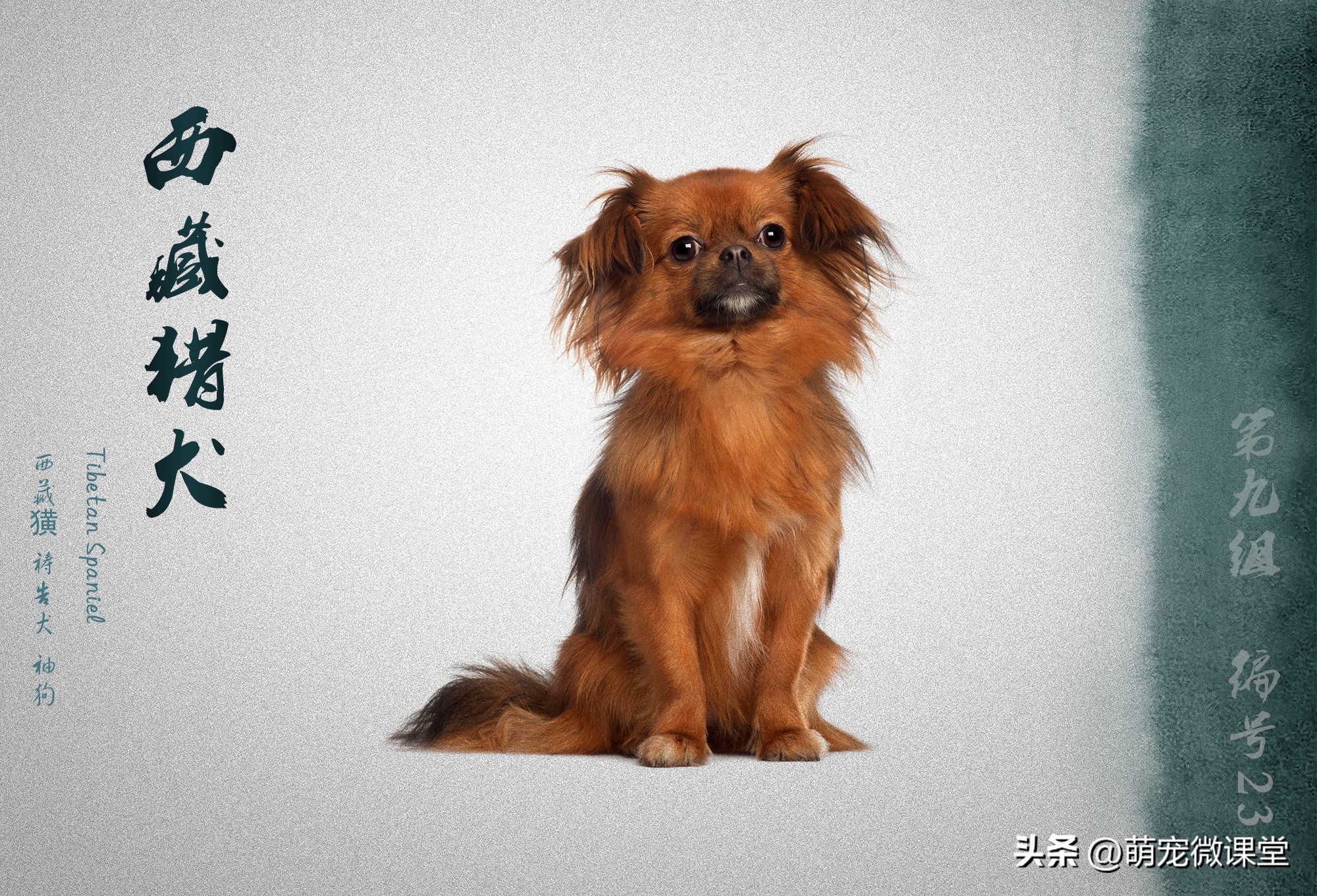 盘点我国本土犬种，有没有你们家乡的犬种？