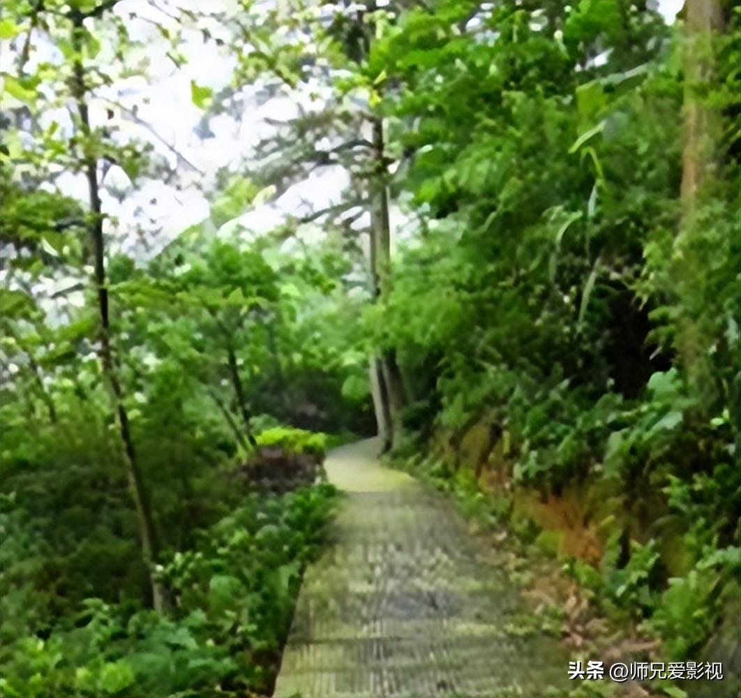 雅江松茸之乡完整视频,雅江松茸之乡山清水秀