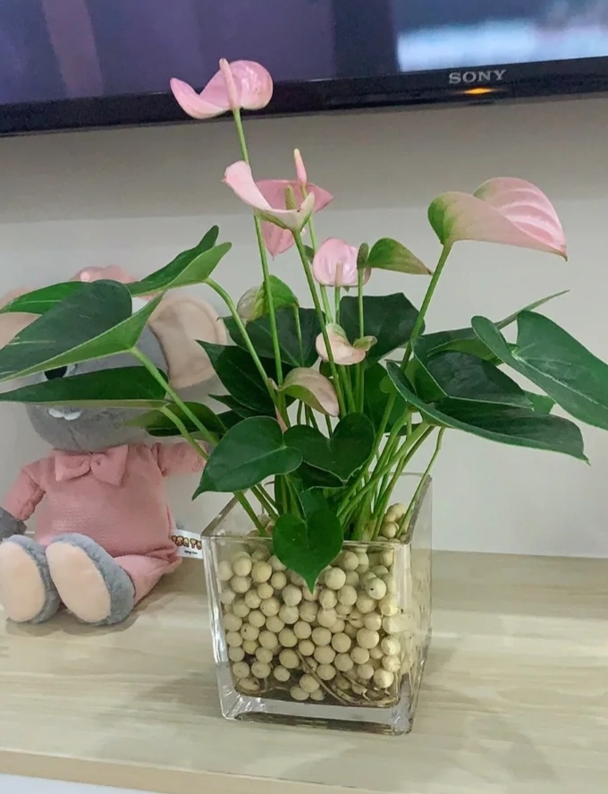 家庭客厅养什么花好看又旺财,客厅最吉祥的三种花