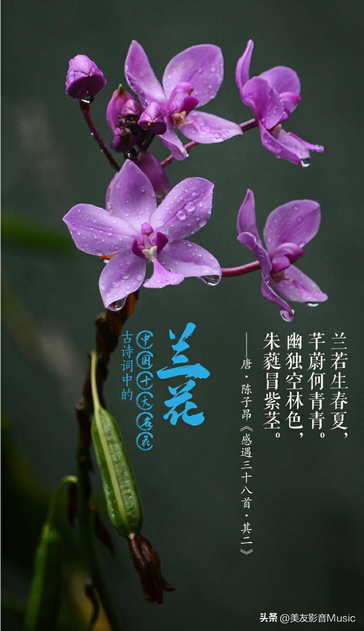 兰花的古诗和图片,诗情画意的兰花名字