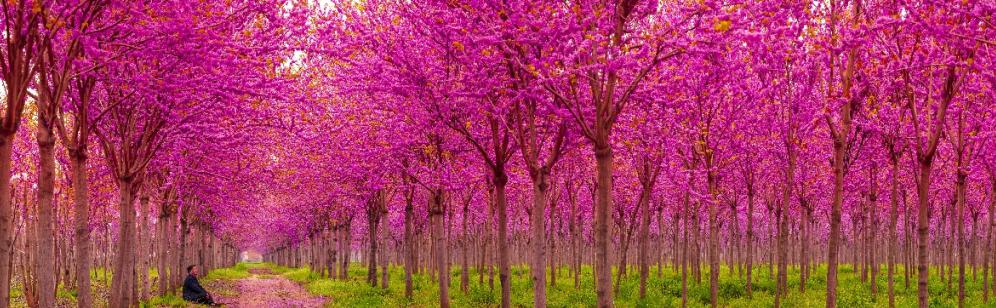 鄢陵模式,2023年鄢陵的发展