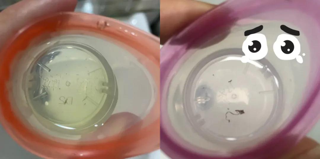 在*裤内**里加燕窝和胶原这种鬼话都说得出来？