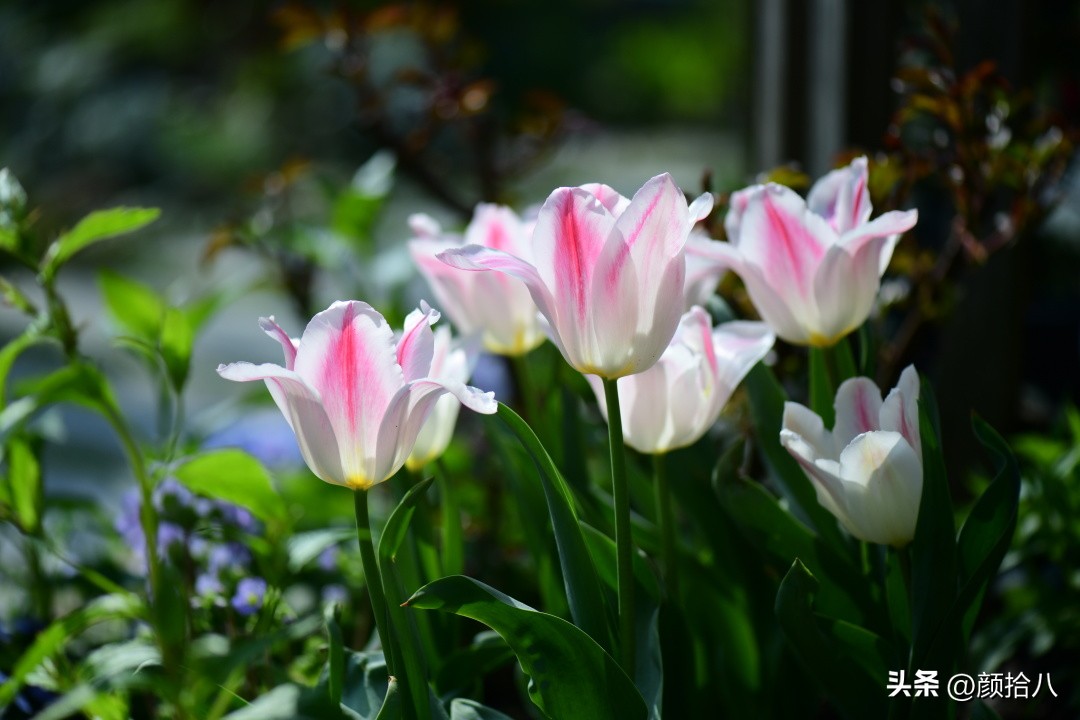 盘点今年河马花园里最美的几款郁金香|园丁