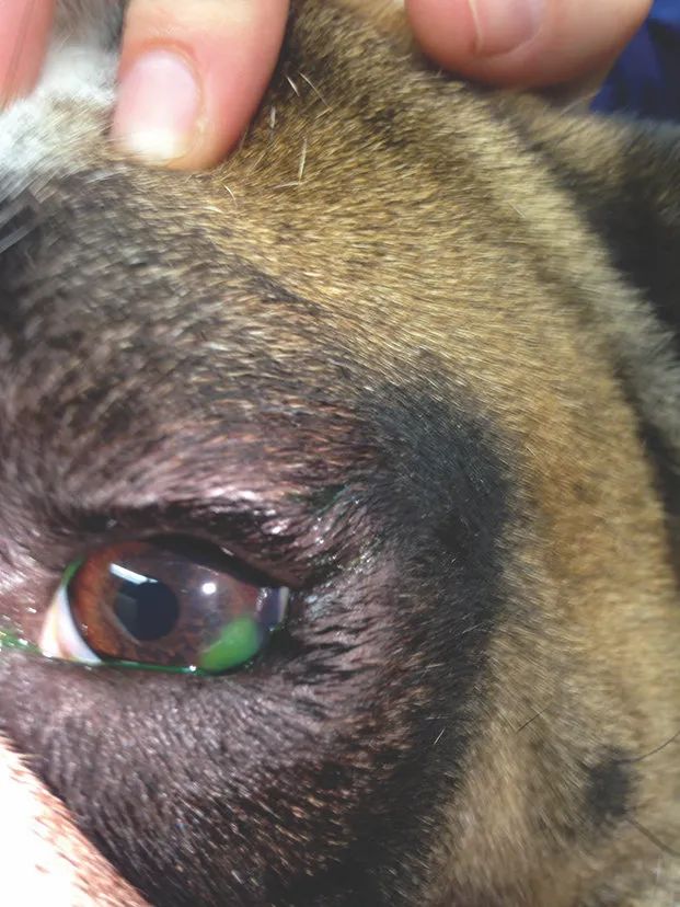 犬角膜溃疡能用激素吗,眼角膜溃疡怎么治