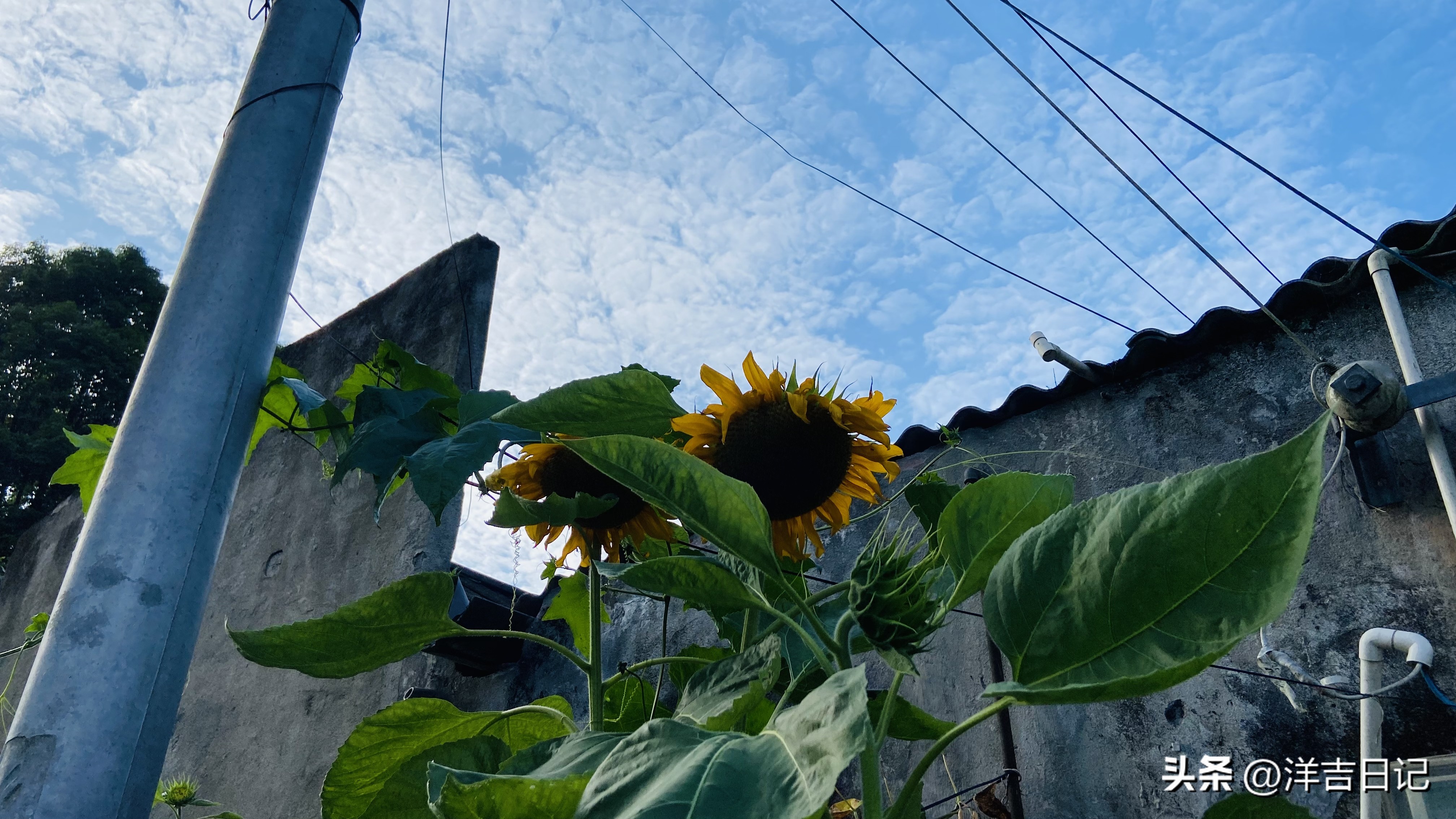 洋吉日记2023.6.30(地摊水果就是想赚钱的搬运工)