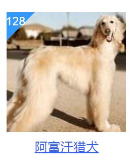 狗狗智商排行榜你家狗狗排第几,什么品种的狗狗智商排名最高