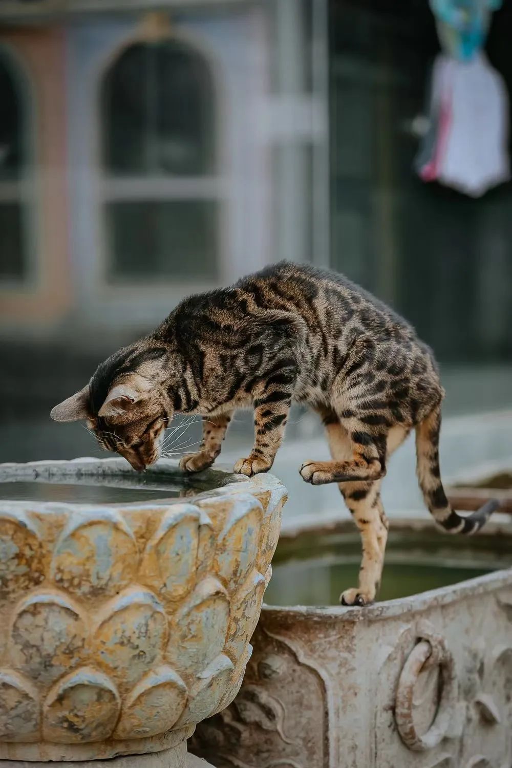 猫掉缸里怎么办,猫咪老是掉缸怎么办