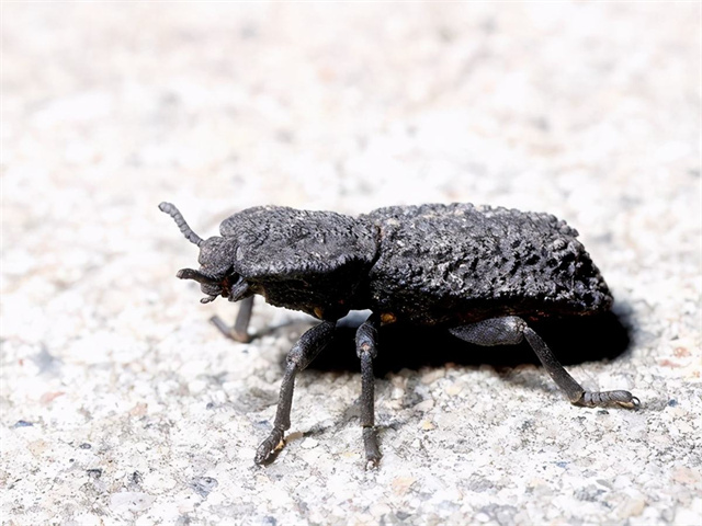 世界上撞击力最猛的生物,世界上杀伤力最强的五种生物