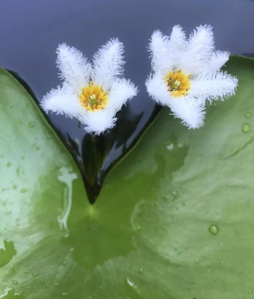 适合新手家养的花卉,适合懒人和养花新人练手的绿植