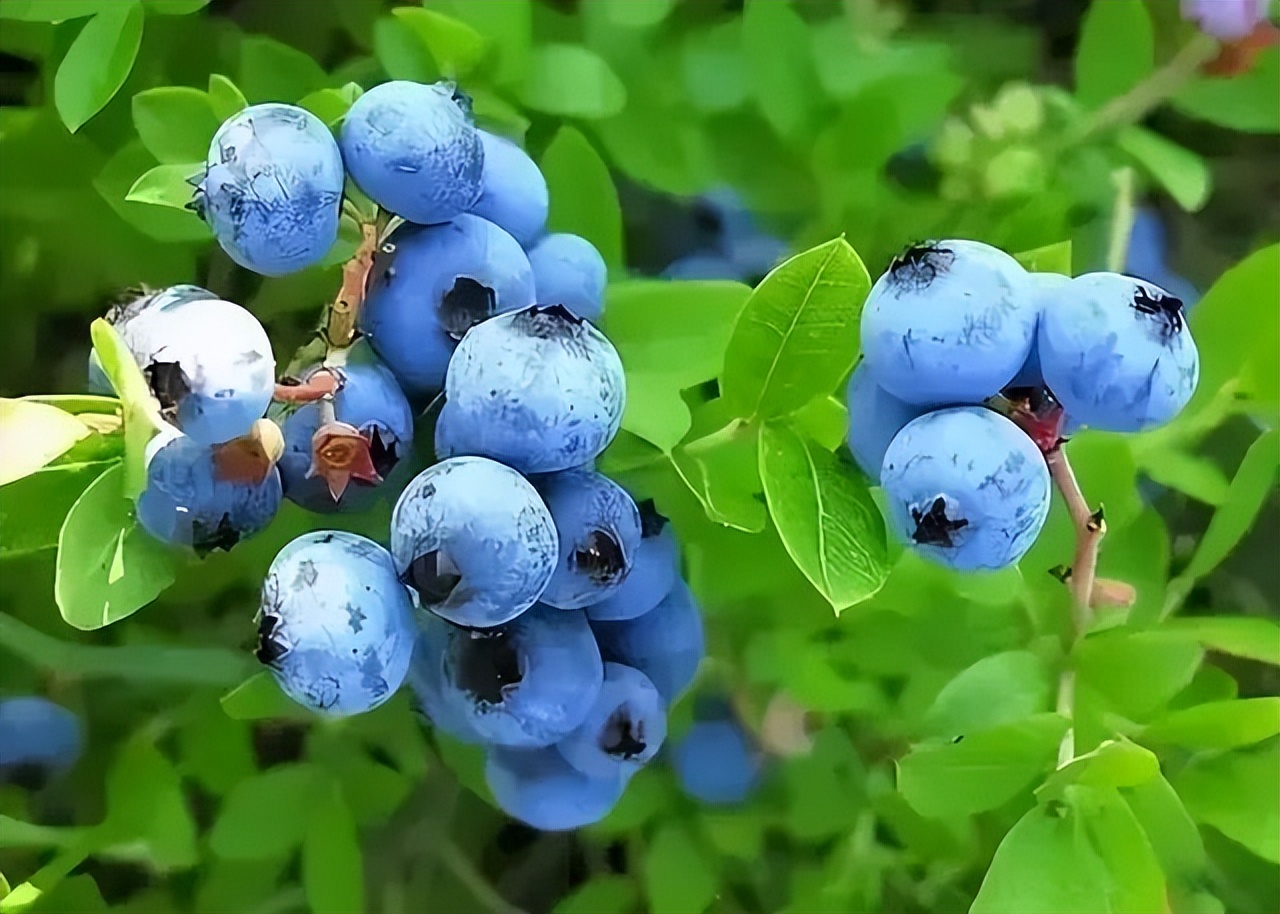 “蓝”不住的“莓”好！旺苍县木门蓝莓基地已开园！