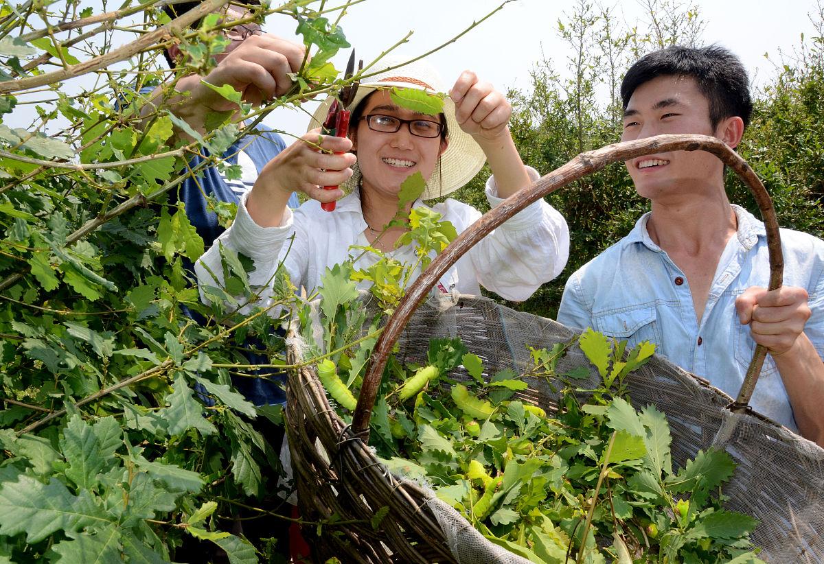 江苏统招专升本多少分可以上本科,专升本属于大学本科还是统招本科