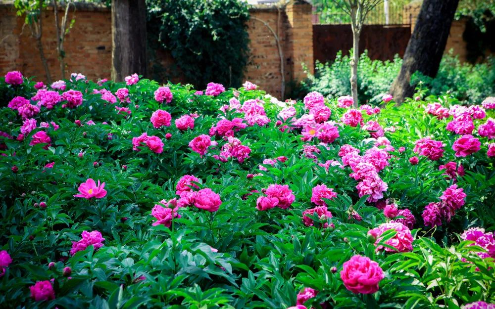 谷雨丨不觉已春暮，共赏好牡丹