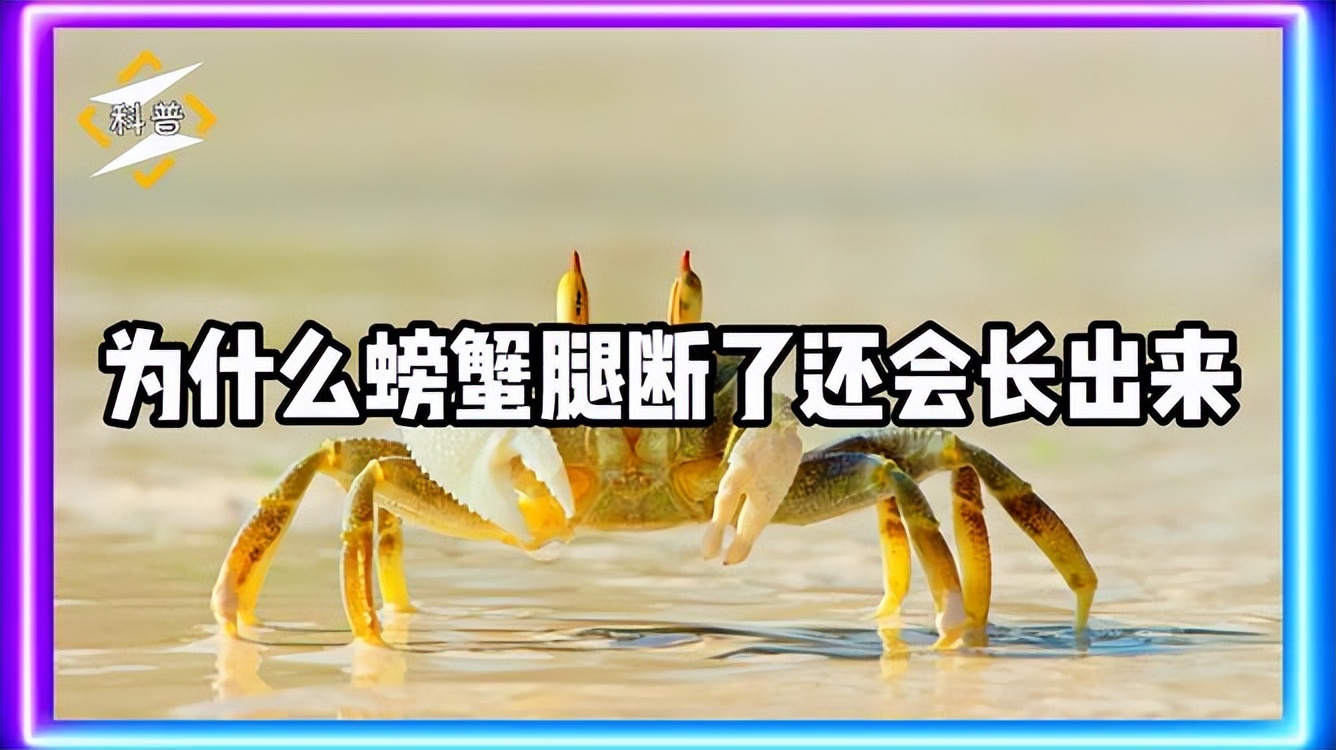 动物百科知识螃蟹最爱吃什么,螃蟹的生活习性科普
