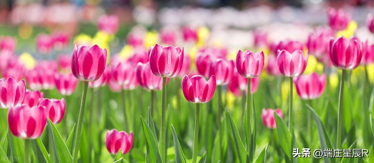 一定不要错过郁金香开花的季节,郁金香鲜花什么季节有