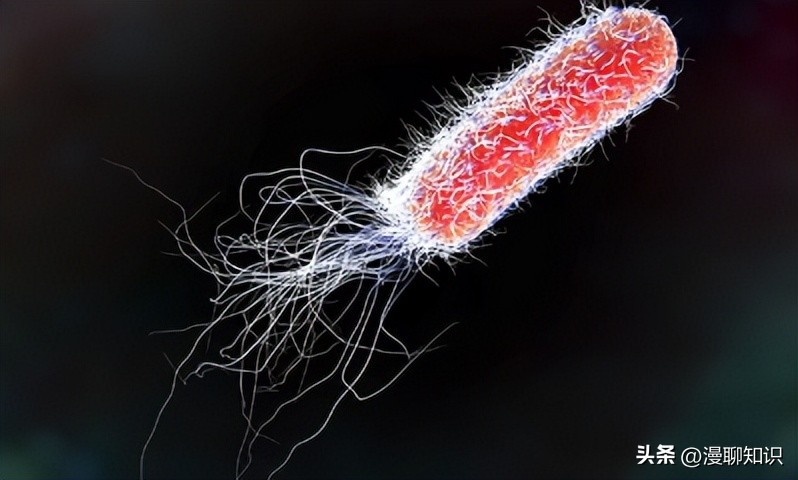 大肠杆菌是什么样,大肠杆菌学名