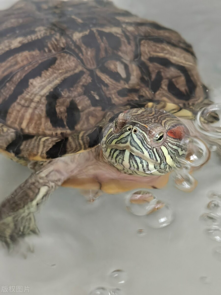 巴西龟喜欢吃什么食物啊,乌龟巴西龟最爱吃什么