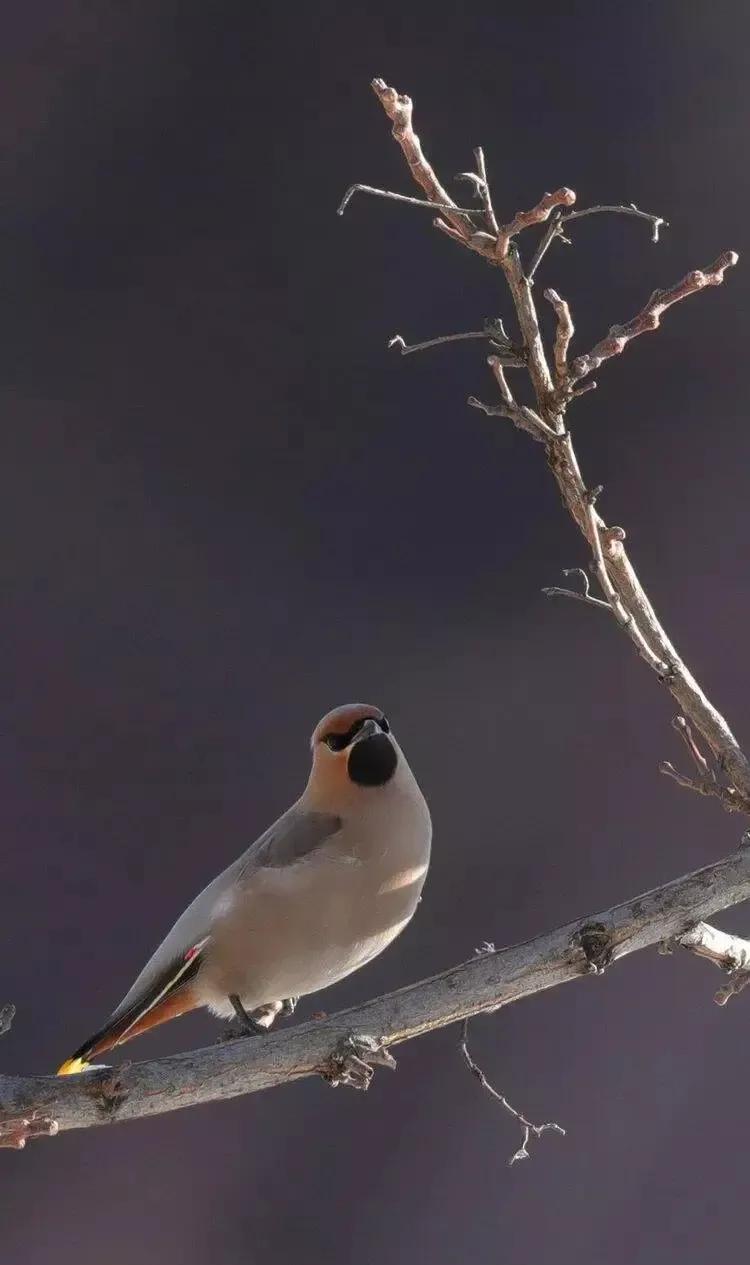 太平鸟图片素材,太平鸟图片大鸟
