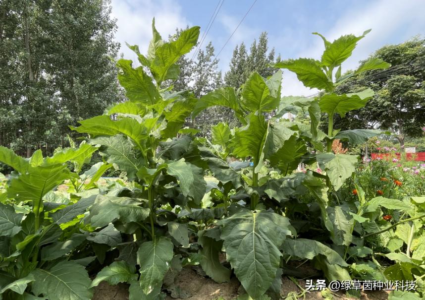 大叶蛋白菊国内哪里有种植,蛋白菊种植方法和技术