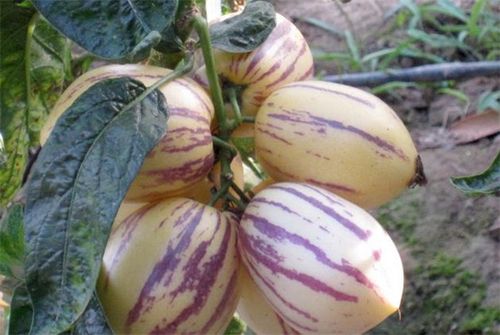 人参果来源于哪个国家的植物,人参果是什么植物结果的图片