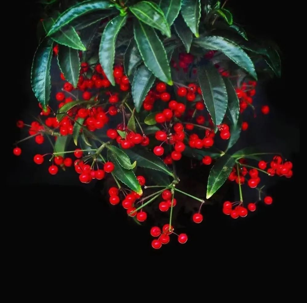 十种招财又旺宅的植物,五种招财又旺家的植物你家有吗