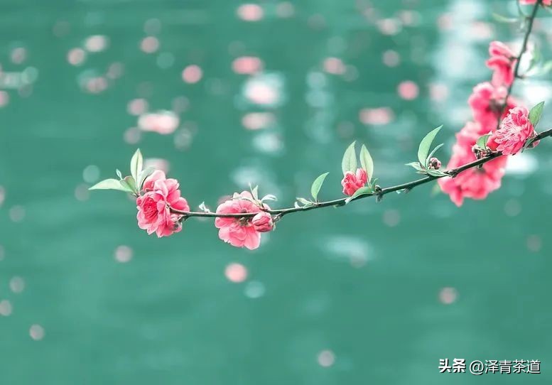 写春天的著名唐诗宋词加赏析,十首描写春天的宋词