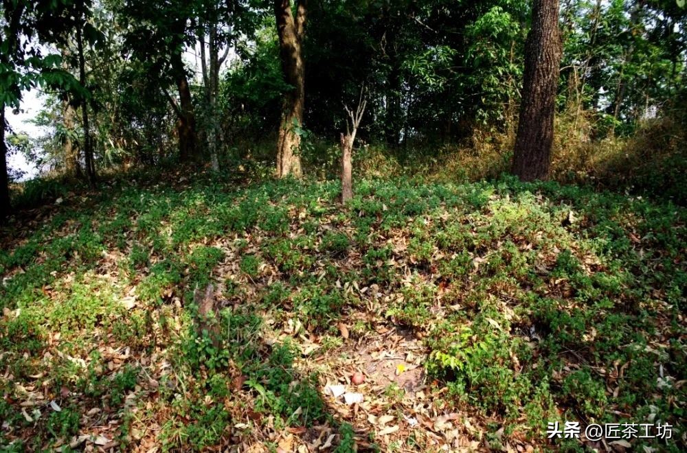 为什么只有曼松才被誉为贡茶,曼松皇家贡茶