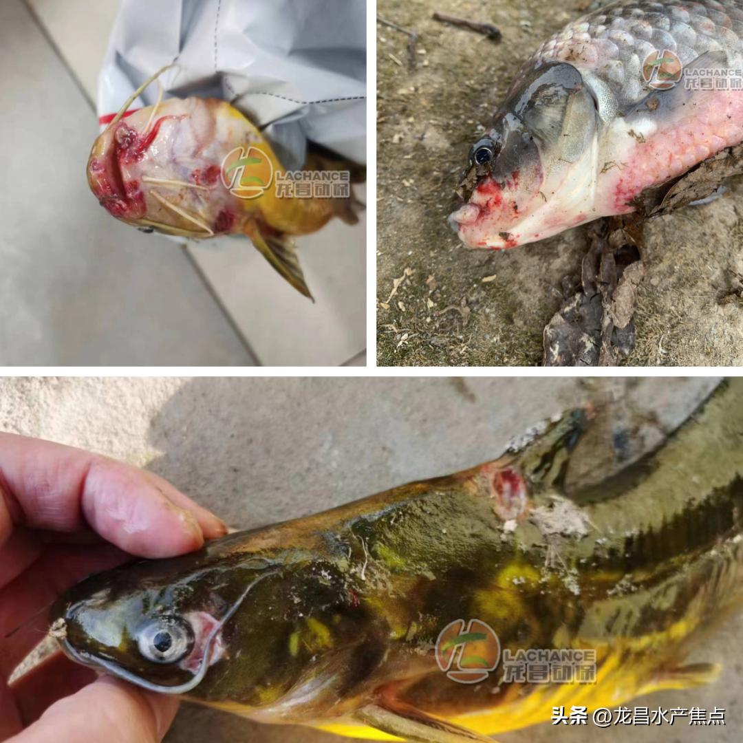 烂嘴鲫鱼,烂嘴鱼怎样治疗