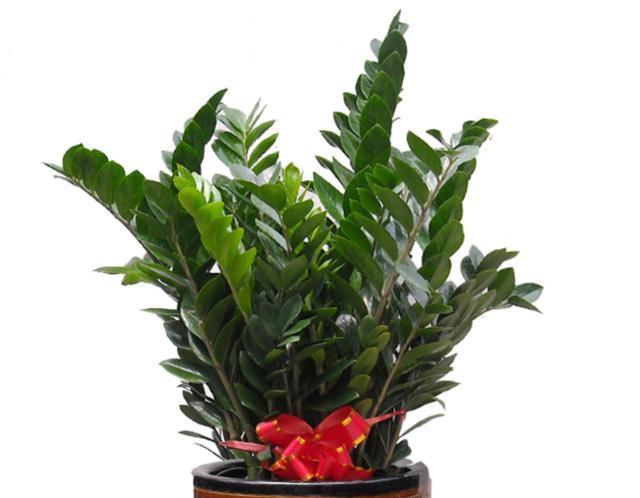 招财树一般家里摆几盆,家里招财和聚财的树摆放