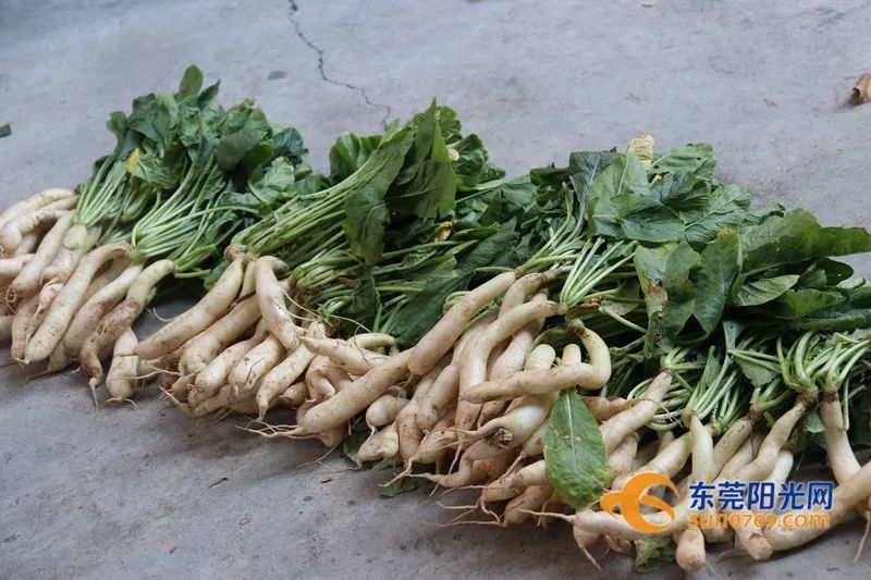 萝卜的这个小知识你知道了吗 (关于萝卜的百科知识有哪些)